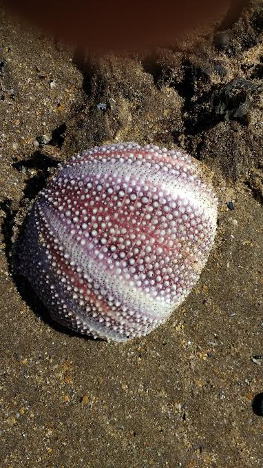 sea urchin